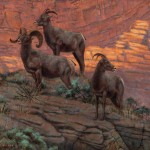 canyon-corridors-big-horn-sheep