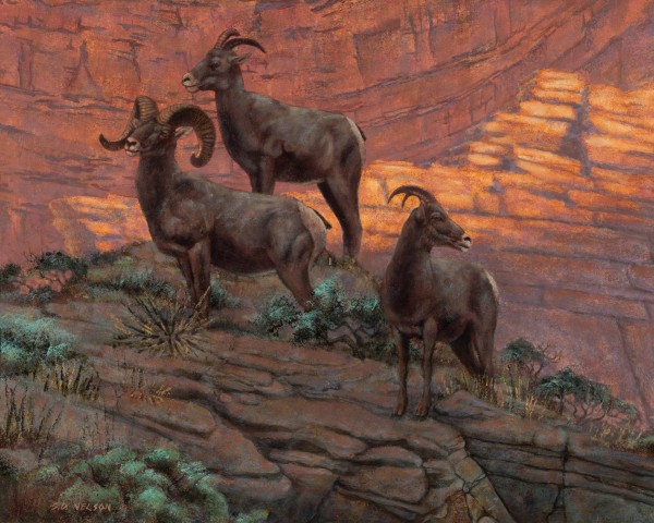 canyon-corridors-big-horn-sheep