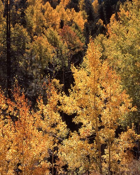 golden-aspen-web