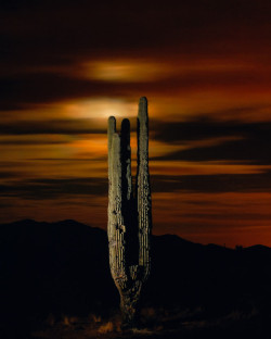 catus-by-moonlight