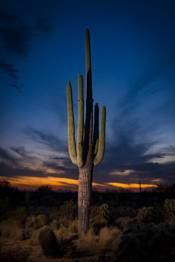 guardian-of-the-desert