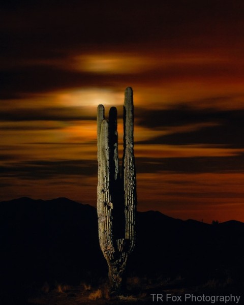 catus-by-moonlight