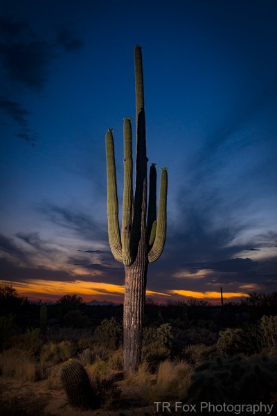 guardian-of-the-desert